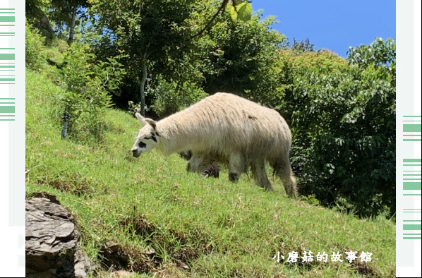 107.7.18.(128)清境-貝卡巧克力莊園.JPG