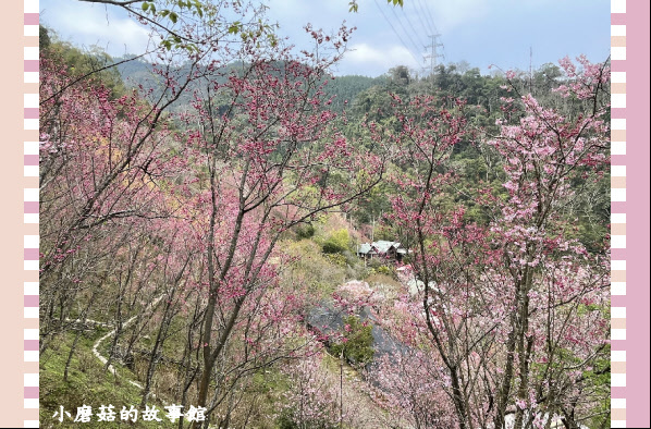 110.2.20.(114)苗栗南庒-碧絡角賞櫻.JPG