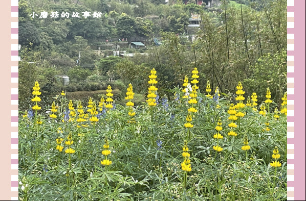 110.2.28.(34)貓空-樟樹步道‧魯冰花+阿義師創意茶餐廳.JPG