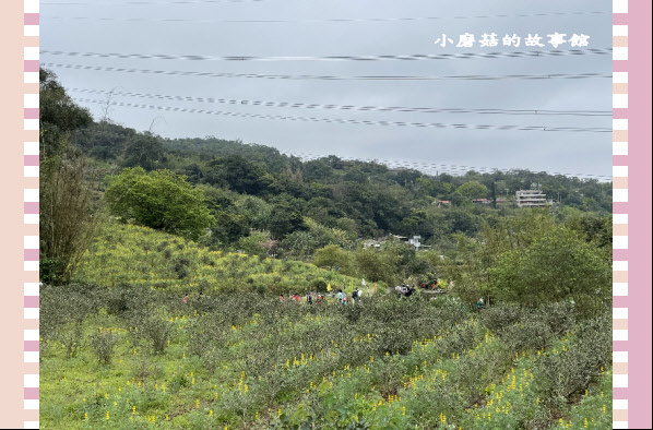 110.2.28.(41)貓空-樟樹步道‧魯冰花+阿義師創意茶餐廳.JPG