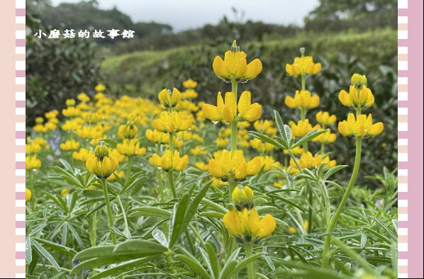 110.2.28.(49)貓空-樟樹步道‧魯冰花+阿義師創意茶餐廳.JPG