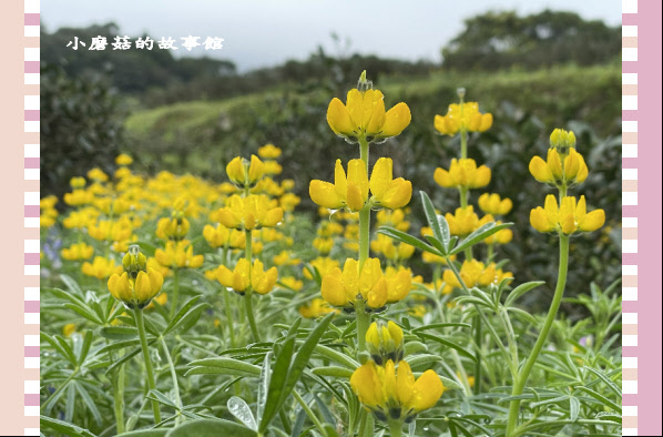 110.2.28.(50)貓空-樟樹步道‧魯冰花+阿義師創意茶餐廳.JPG