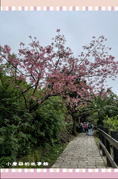 110.2.28.(54)貓空-樟樹步道‧魯冰花+阿義師創意茶餐廳.JPG