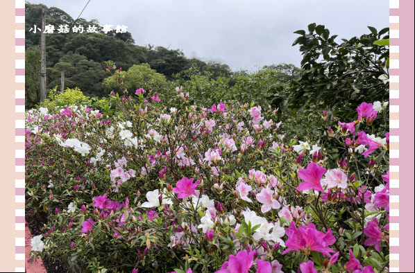 110.2.28.(113)貓空-樟樹步道‧魯冰花+阿義師創意茶餐廳.JPG