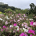 110.2.28.(113)貓空-樟樹步道‧魯冰花+阿義師創意茶餐廳.JPG