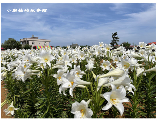 110.4.30.(4)桃園觀音-白千層鐵炮百合花園.JPG