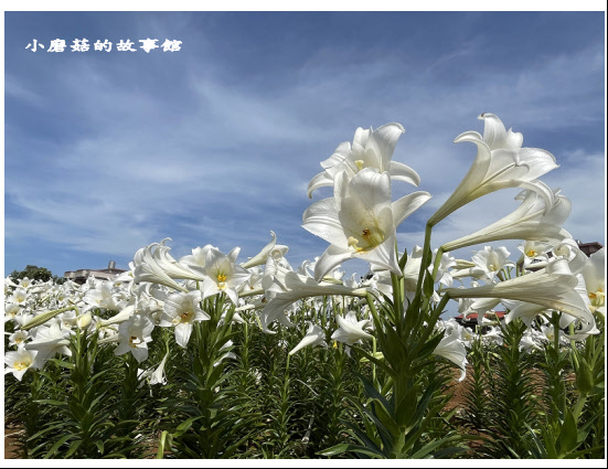 110.4.30.(5)桃園觀音-白千層鐵炮百合花園.JPG