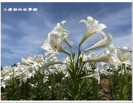 110.4.30.(6)桃園觀音-白千層鐵炮百合花園.JPG