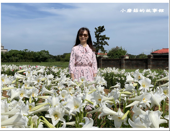 110.4.30.(10)桃園觀音-白千層鐵炮百合花園.JPG