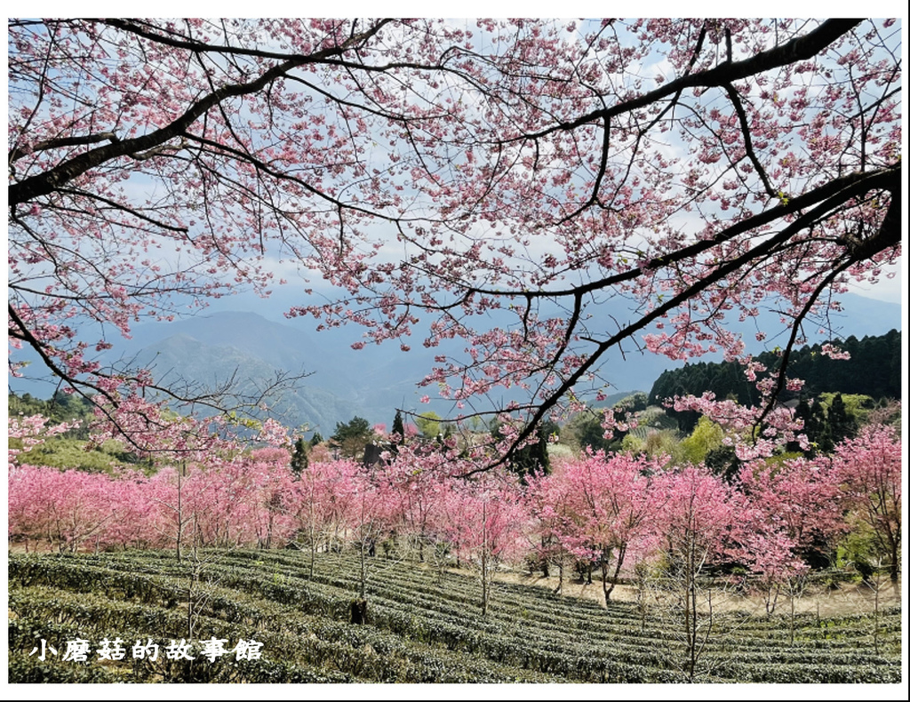 111.3.3.(50)新竹五峰-山上人家森林農場(櫻花季).JPG