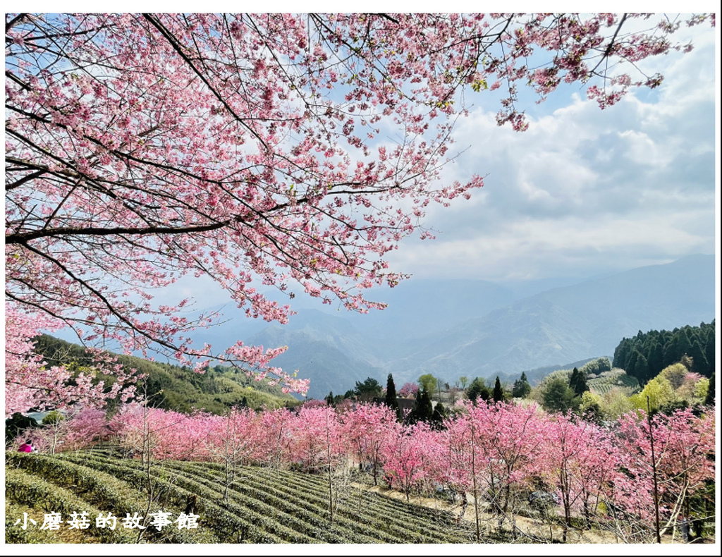 111.3.3.(57)新竹五峰-山上人家森林農場(櫻花季).JPG