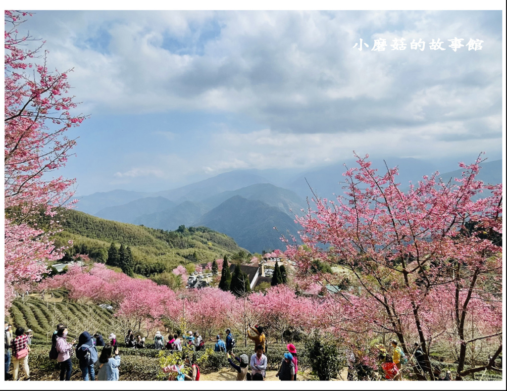 111.3.3.(75)新竹五峰-山上人家森林農場(櫻花季).JPG