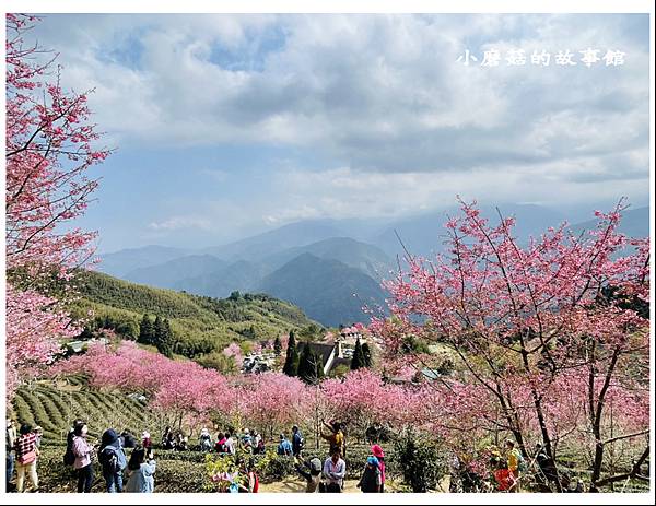 111.3.3.(75)新竹五峰-山上人家森林農場(櫻花季).JPG