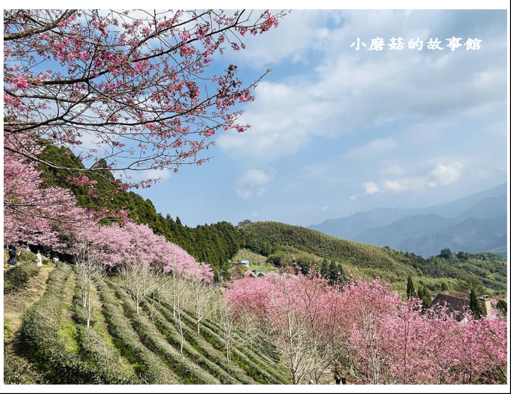 111.3.3.(92)新竹五峰-山上人家森林農場(櫻花季).JPG