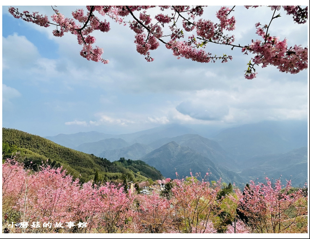 111.3.3.(113)新竹五峰-山上人家森林農場(櫻花季).JPG