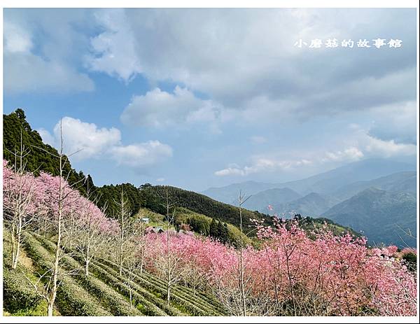 111.3.3.(115)新竹五峰-山上人家森林農場(櫻花季).JPG