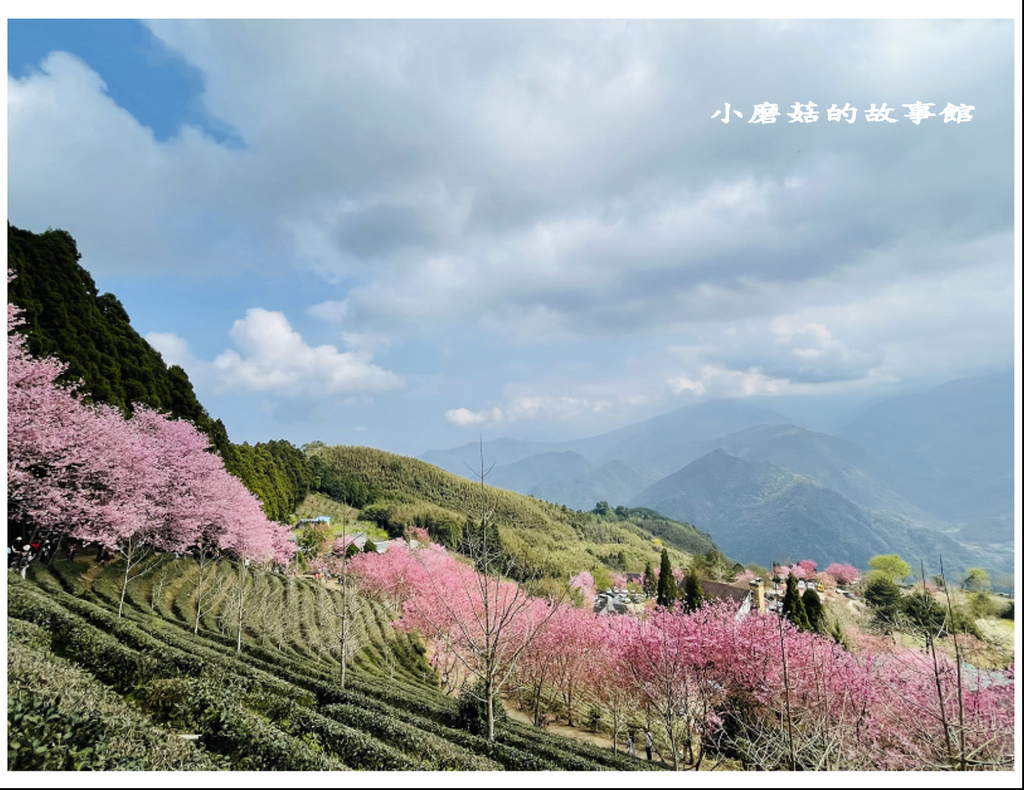 111.3.3.(117)新竹五峰-山上人家森林農場(櫻花季).JPG