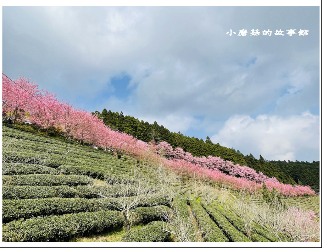 111.3.3.(143)新竹五峰-山上人家森林農場(櫻花季).JPG