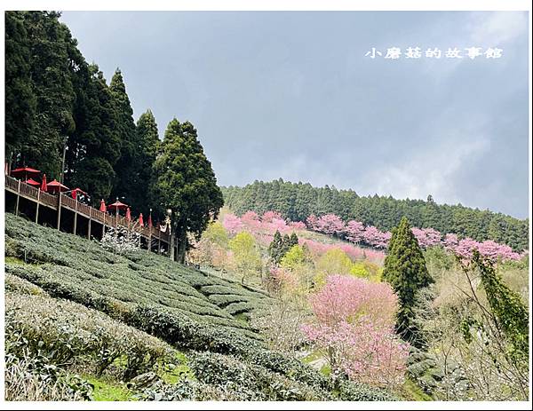 111.3.3.(158)新竹五峰-山上人家森林農場(櫻花季).JPG