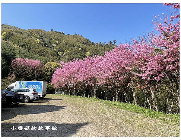 111.3.5.(5)新竹尖石-數碼天空景觀園區(櫻花季).JPG