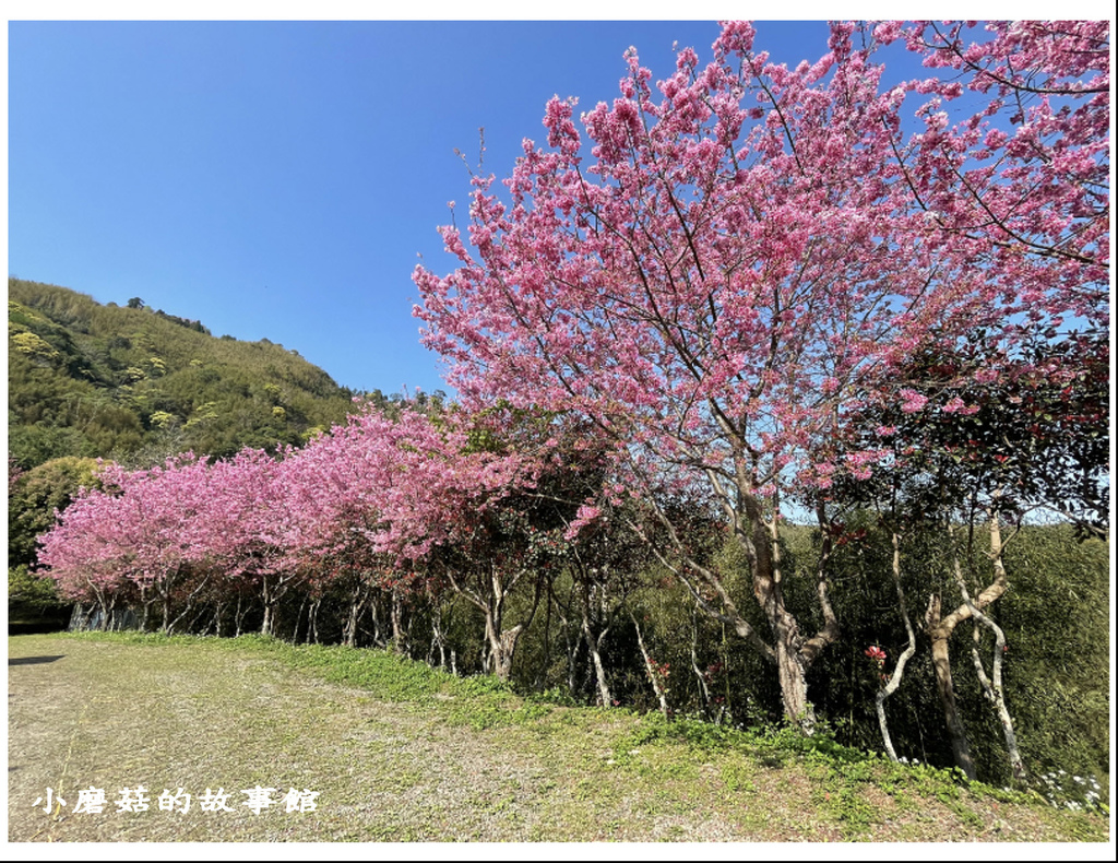 111.3.5.(6)新竹尖石-數碼天空景觀園區(櫻花季).JPG