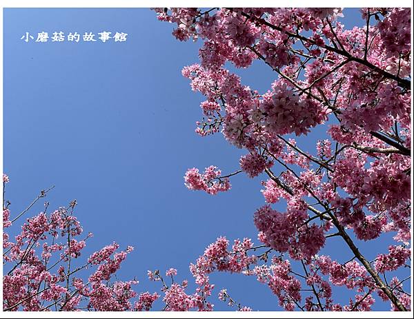 111.3.5.(15)新竹尖石-數碼天空景觀園區(櫻花季).JPG