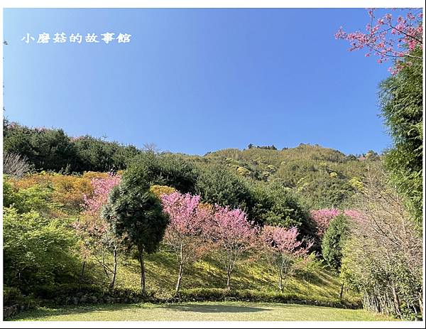 111.3.5.(17)新竹尖石-數碼天空景觀園區(櫻花季).JPG
