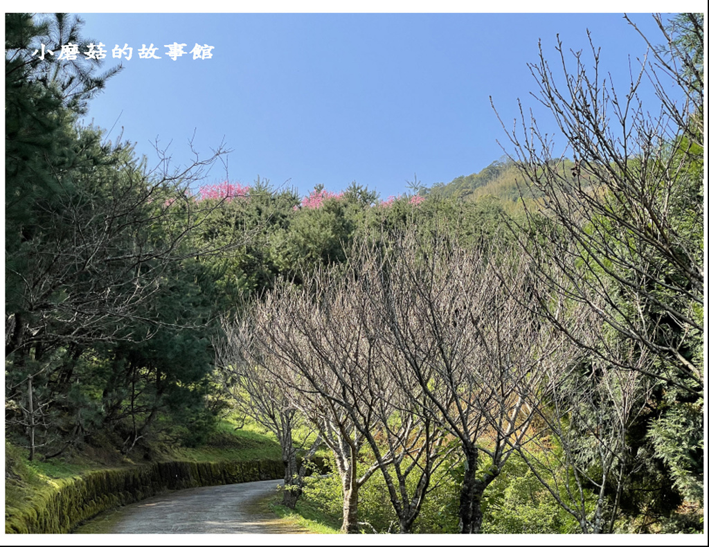 111.3.5.(20)新竹尖石-數碼天空景觀園區(櫻花季).JPG