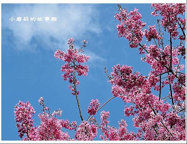 111.3.5.(69)新竹尖石-數碼天空景觀園區(櫻花季).JPG