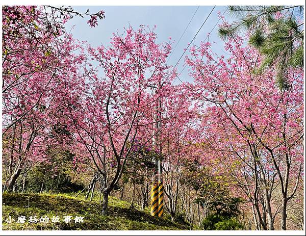 111.3.5.(78)新竹尖石-數碼天空景觀園區(櫻花季).JPG