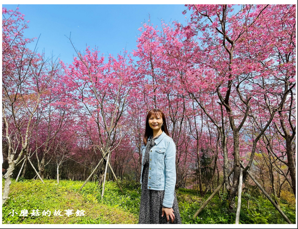 111.3.5.(149)新竹尖石-數碼天空景觀園區(櫻花季).JPG