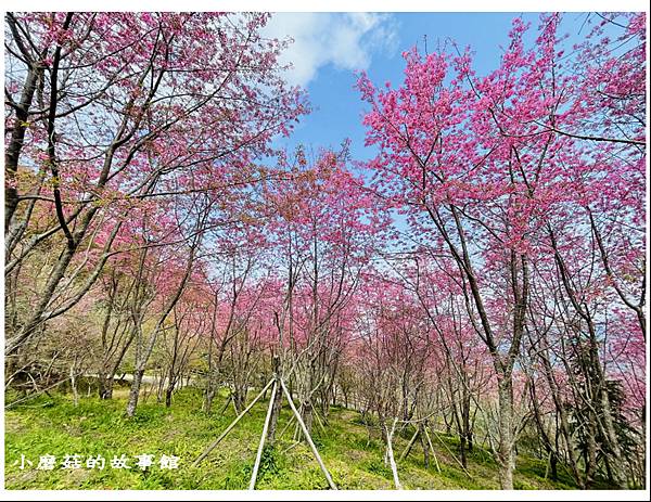 111.3.5.(150)新竹尖石-數碼天空景觀園區(櫻花季).JPG