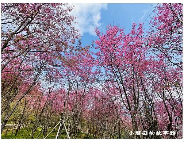 111.3.5.(152)新竹尖石-數碼天空景觀園區(櫻花季).JPG