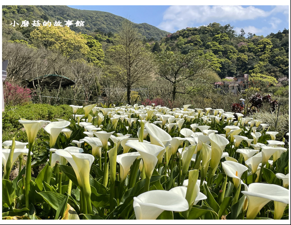 111.3.13.(62)竹子湖-苗榜海芋田.JPG