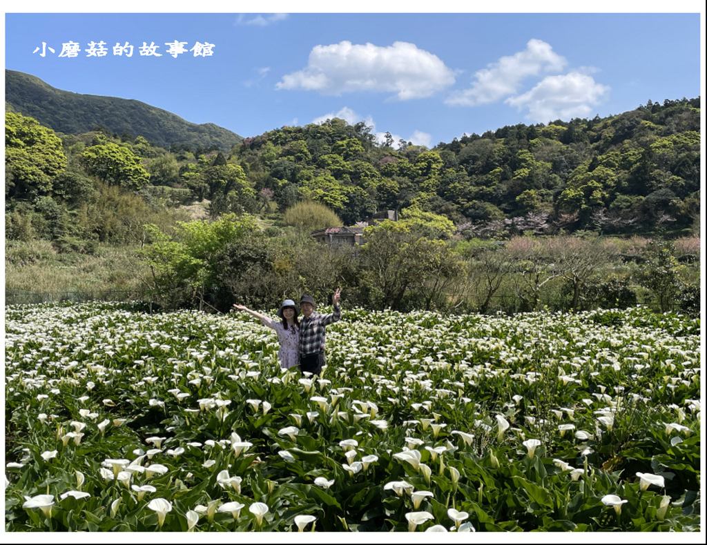 111.3.13.(75)竹子湖-苗榜海芋田.JPG