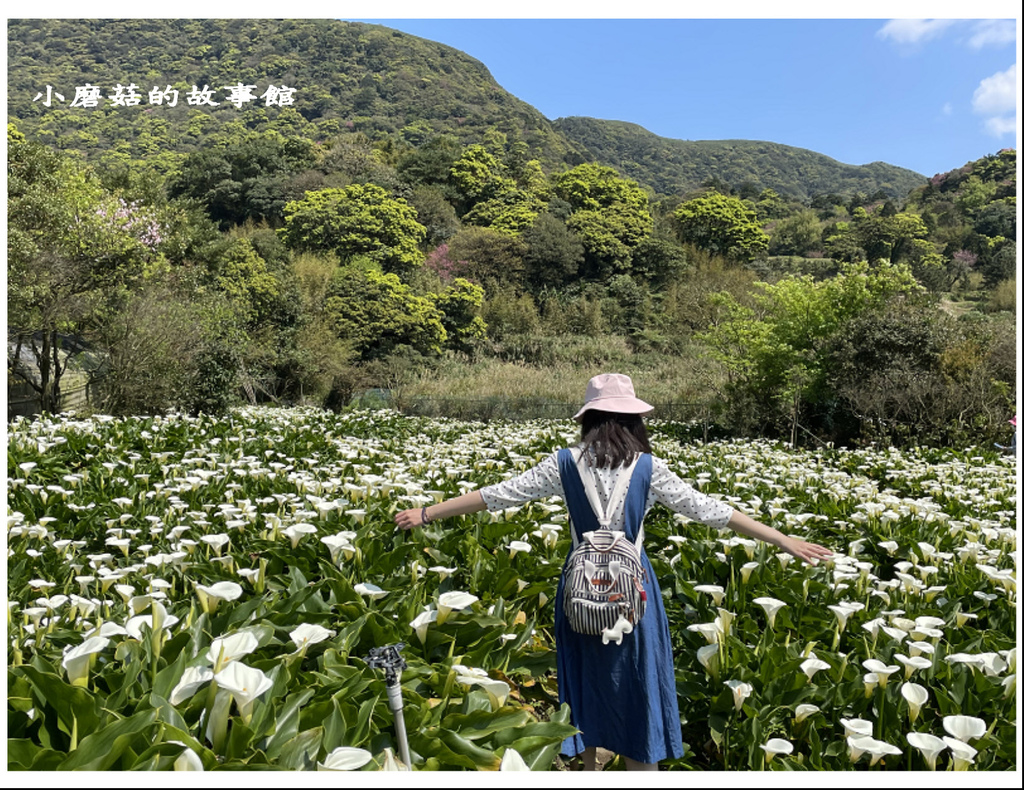 111.3.13.(76)竹子湖-苗榜海芋田.JPG