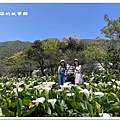111.3.13.(95)竹子湖-苗榜海芋田.JPG