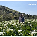 111.3.13.(106)竹子湖-苗榜海芋田.JPG