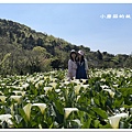 111.3.13.(107)竹子湖-苗榜海芋田.JPG