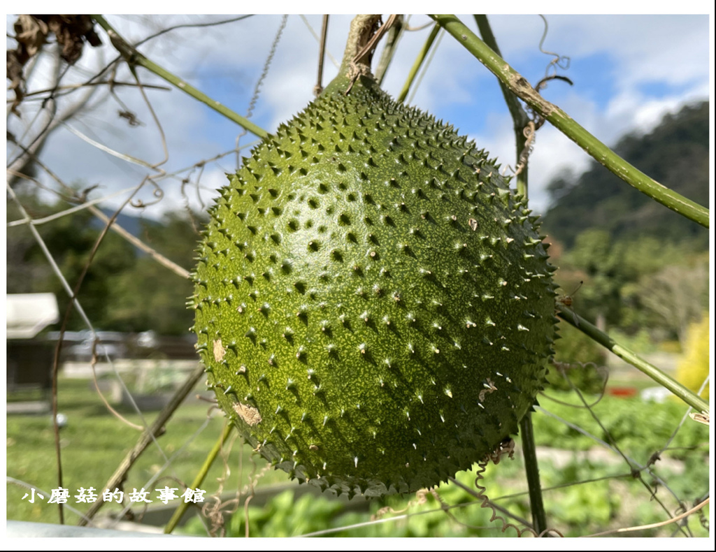 110.12.12.(194)苗栗南庄-雲水度假森林.JPG