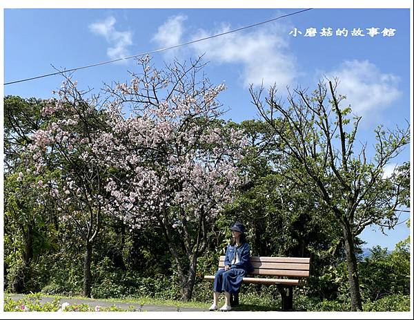 111.3.20.(49)台北-陽明山國家公園‧花季.JPG