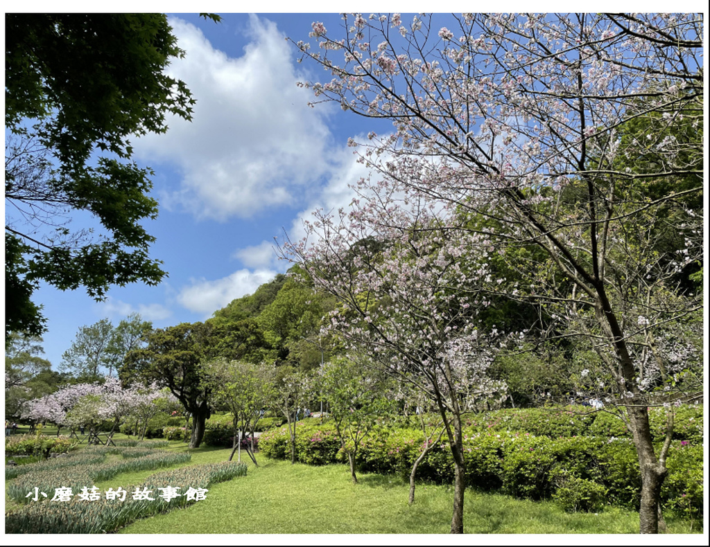 111.3.20.(97)台北-陽明山國家公園‧花季.JPG