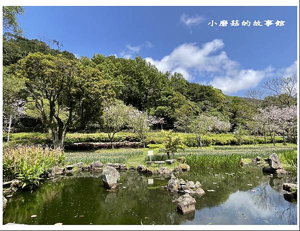 111.3.20.(99)台北-陽明山國家公園‧花季.JPG