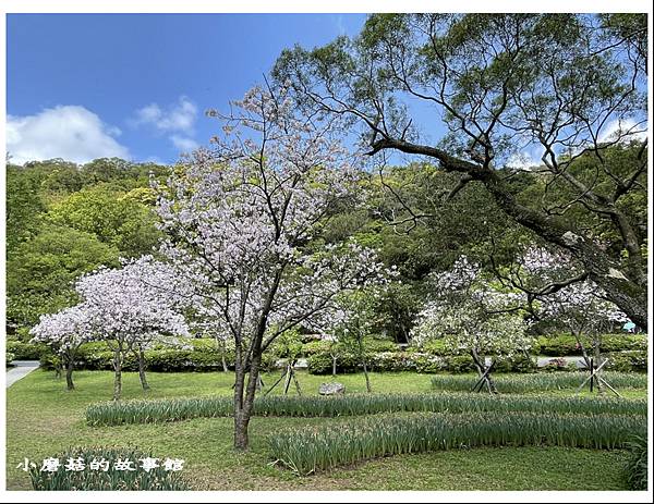 111.3.20.(100)台北-陽明山國家公園‧花季.JPG