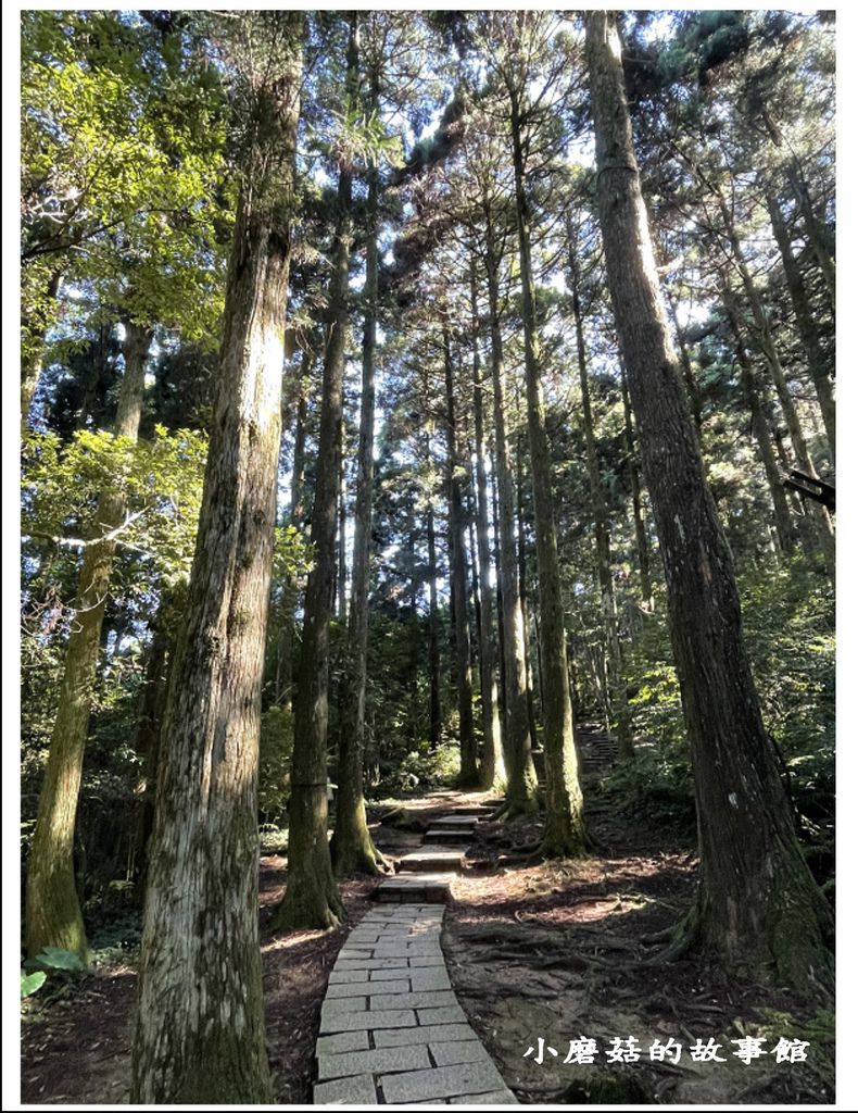 111.8.31.(31)東眼山國家森林遊樂區(自導式步道).JPG