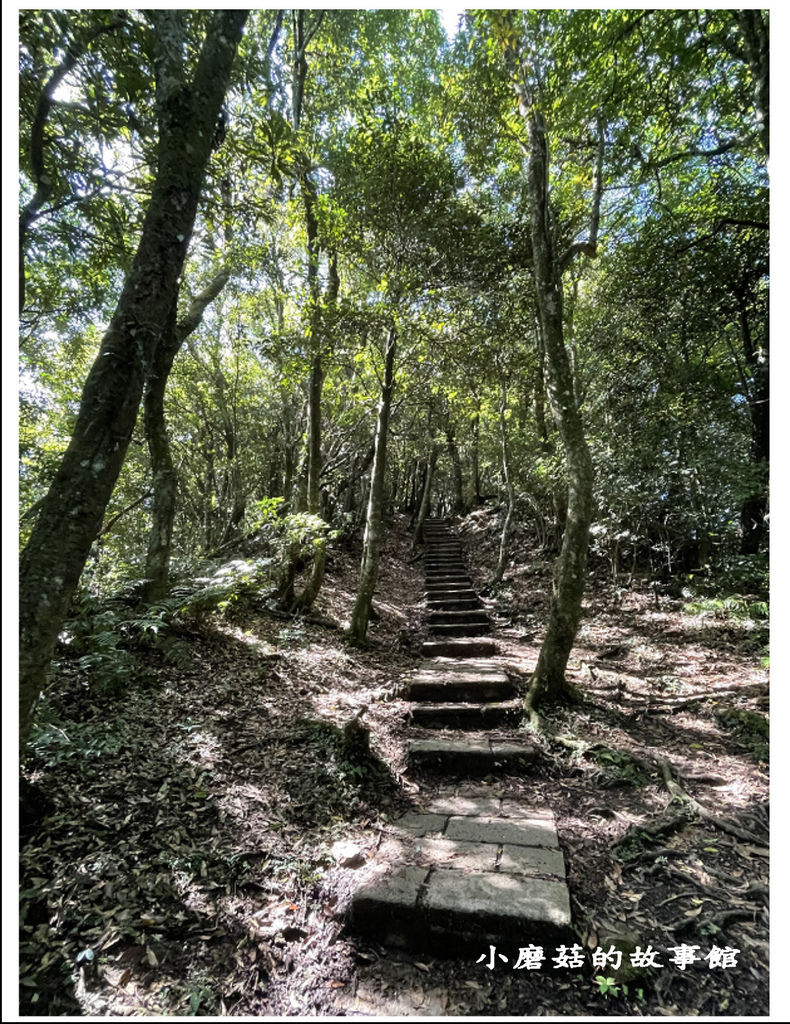 111.8.31.(55)東眼山國家森林遊樂區(自導式步道).JPG