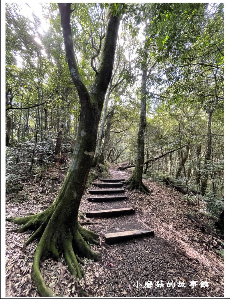 111.8.31.(64)東眼山國家森林遊樂區(自導式步道).JPG