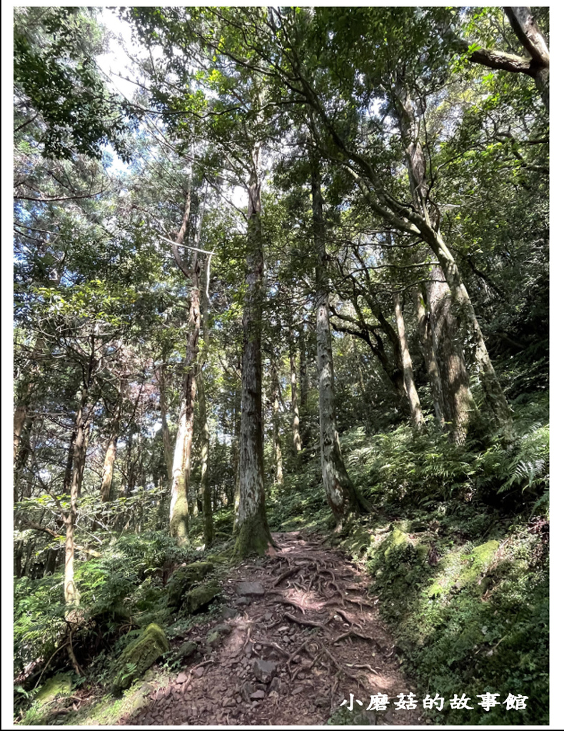 111.8.31.(120)東眼山國家森林遊樂區(自導式步道).JPG