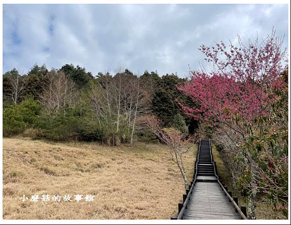 112.3.9.(52)苗栗泰安-雲霧步道.JPG