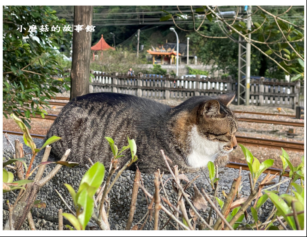 112.11.19.(85)新北瑞芳-三貂嶺山城 + 猴硐貓村.JPG